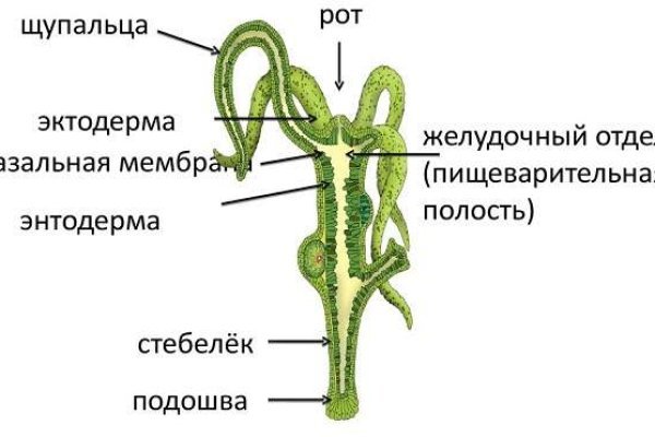 Блэк спрут где взять ссылку