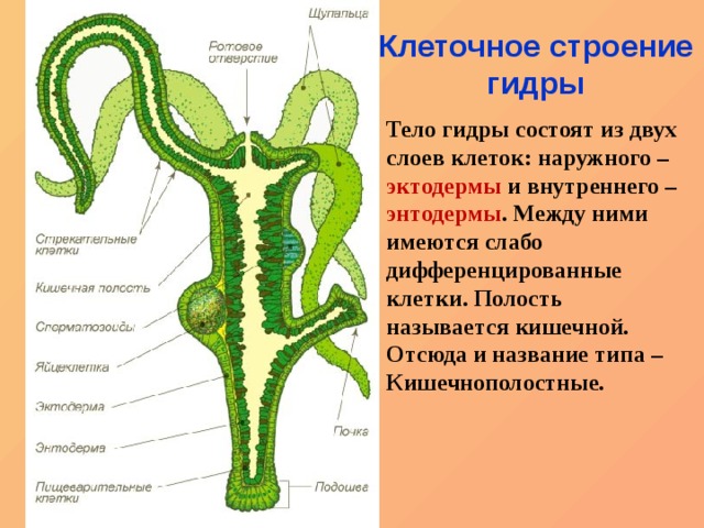 Логин пароль blacksprut blacksprute com