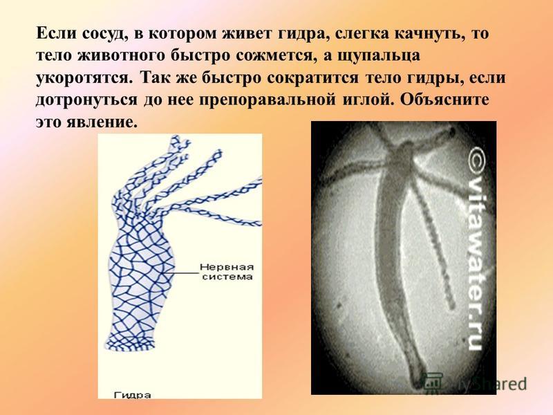 Альтернатива гидре blacksprut adress com